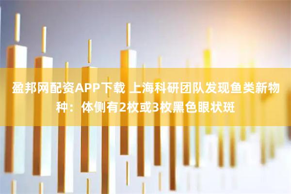 盈邦网配资APP下载 上海科研团队发现鱼类新物种:体侧有2枚或3枚黑色眼状斑
